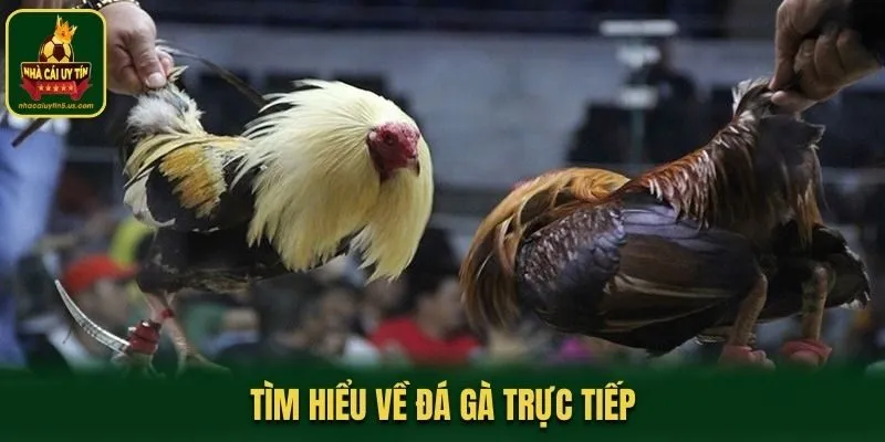 Tìm hiểu về đá gà trực tiếp